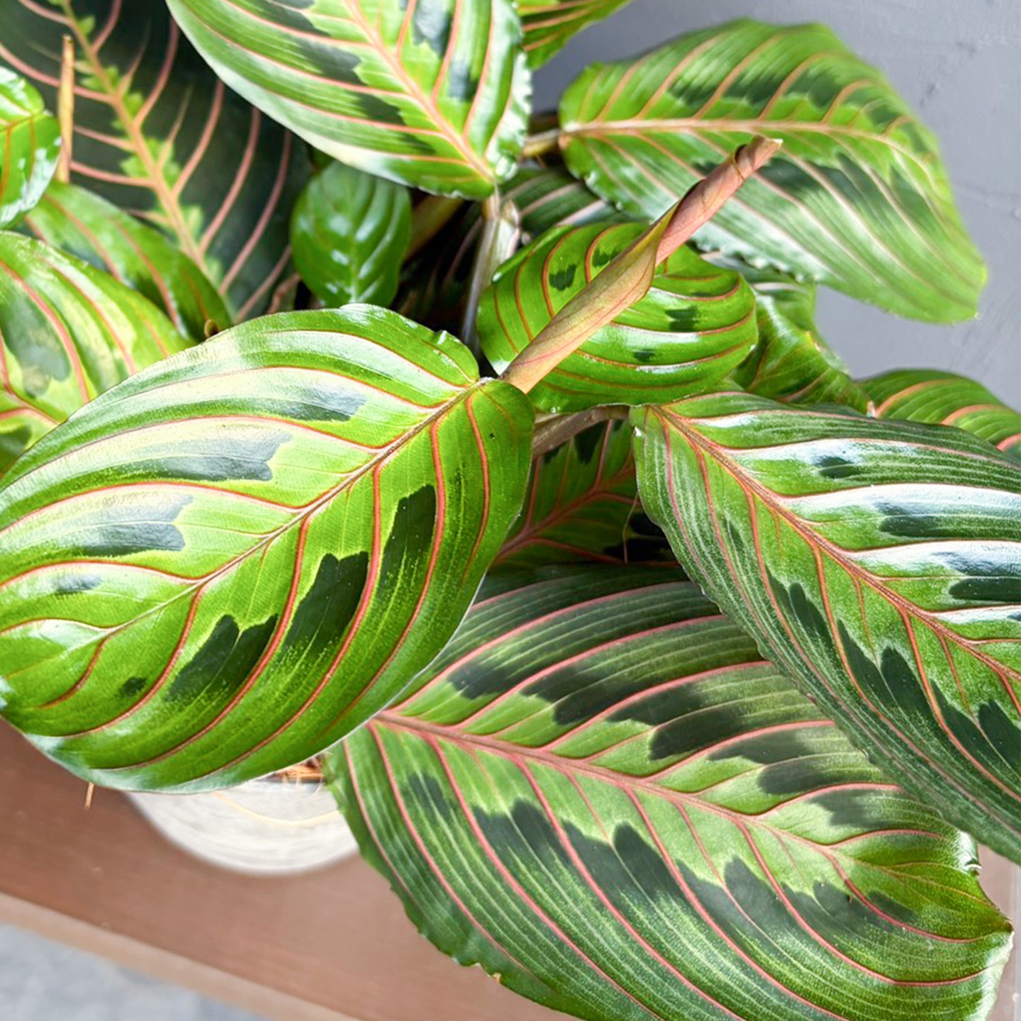 【母の日2026】マンタラ・ボスタフ（5月6日（水）-5月10日（日）のお届け）