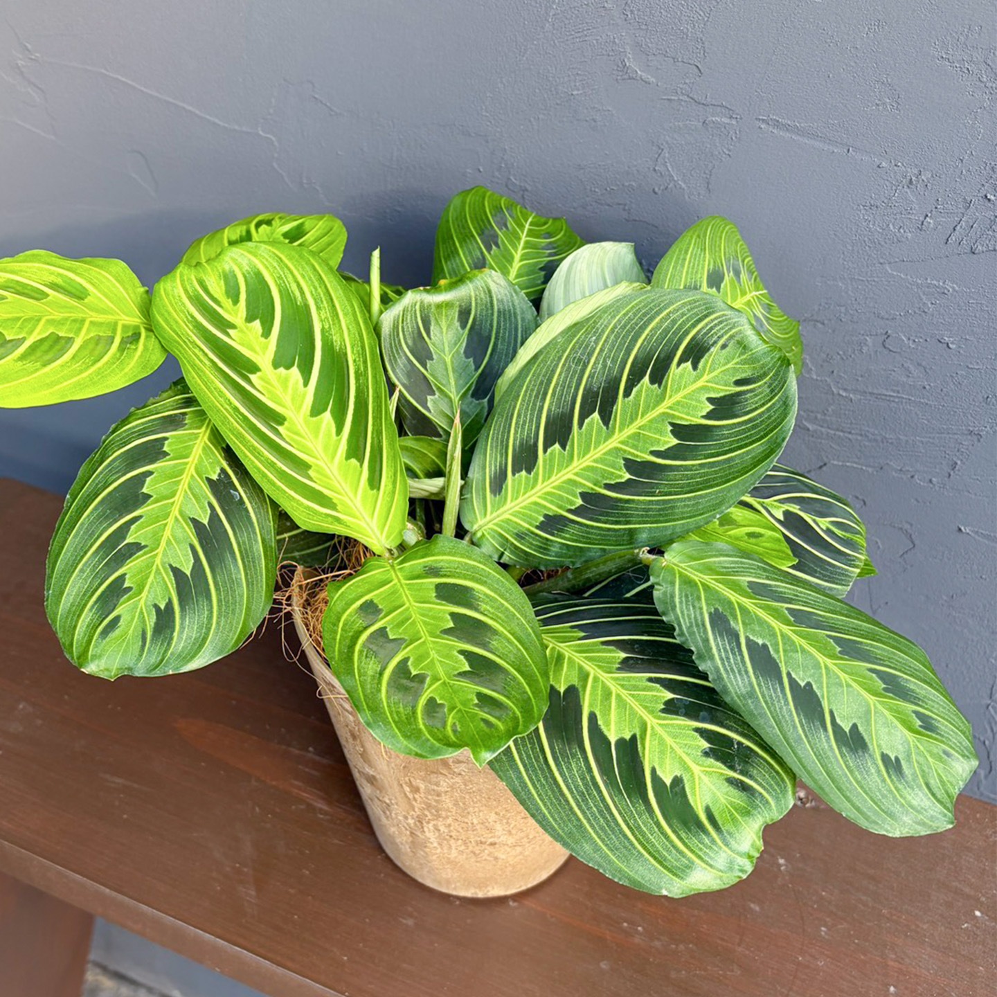 【母の日2026】マランタ・レモンライム(5月6日(水)-5月10日(日)のお届け)