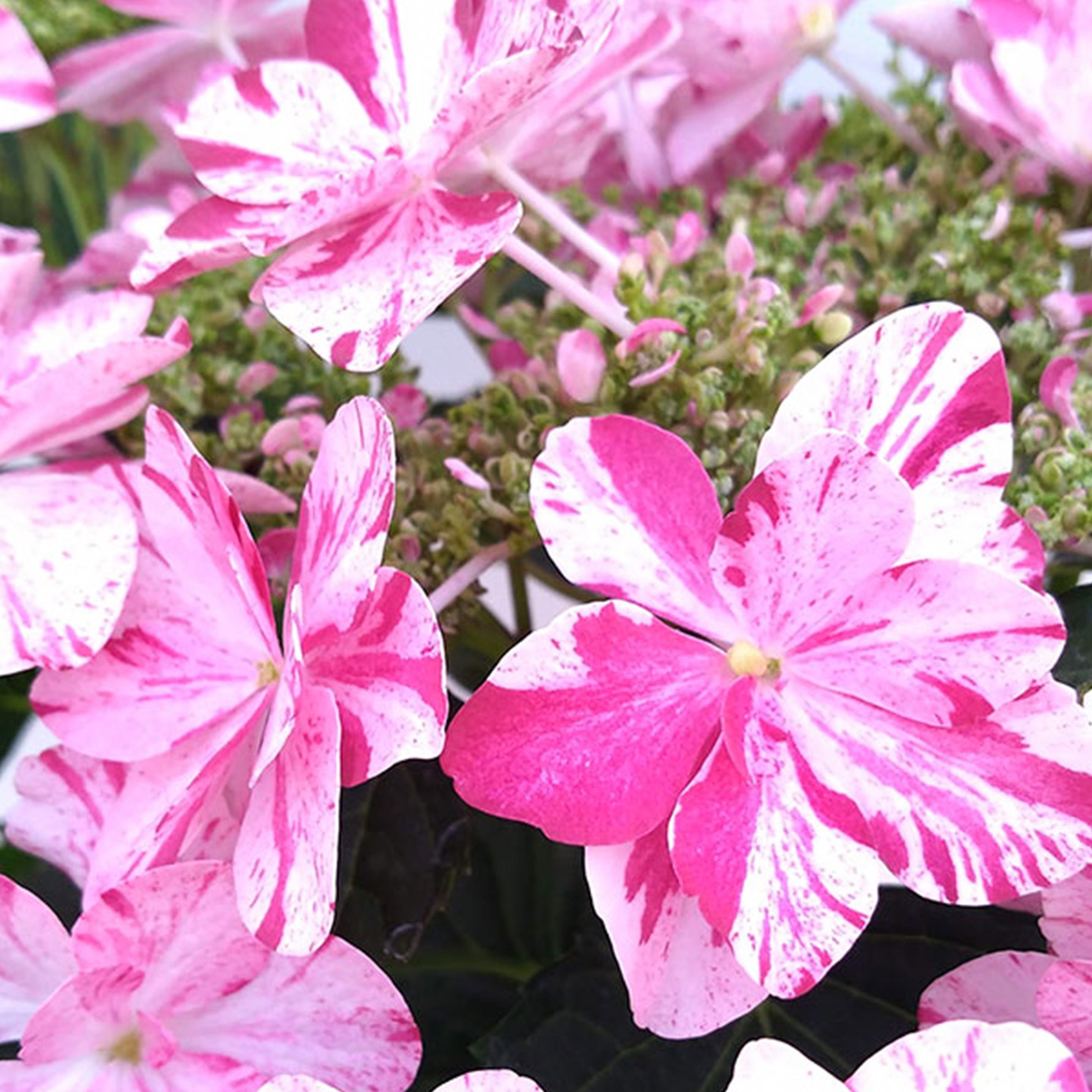 【母の日2026】あじさい・イズミチオリ（5月6日（水）-5月10日（日）のお届け）