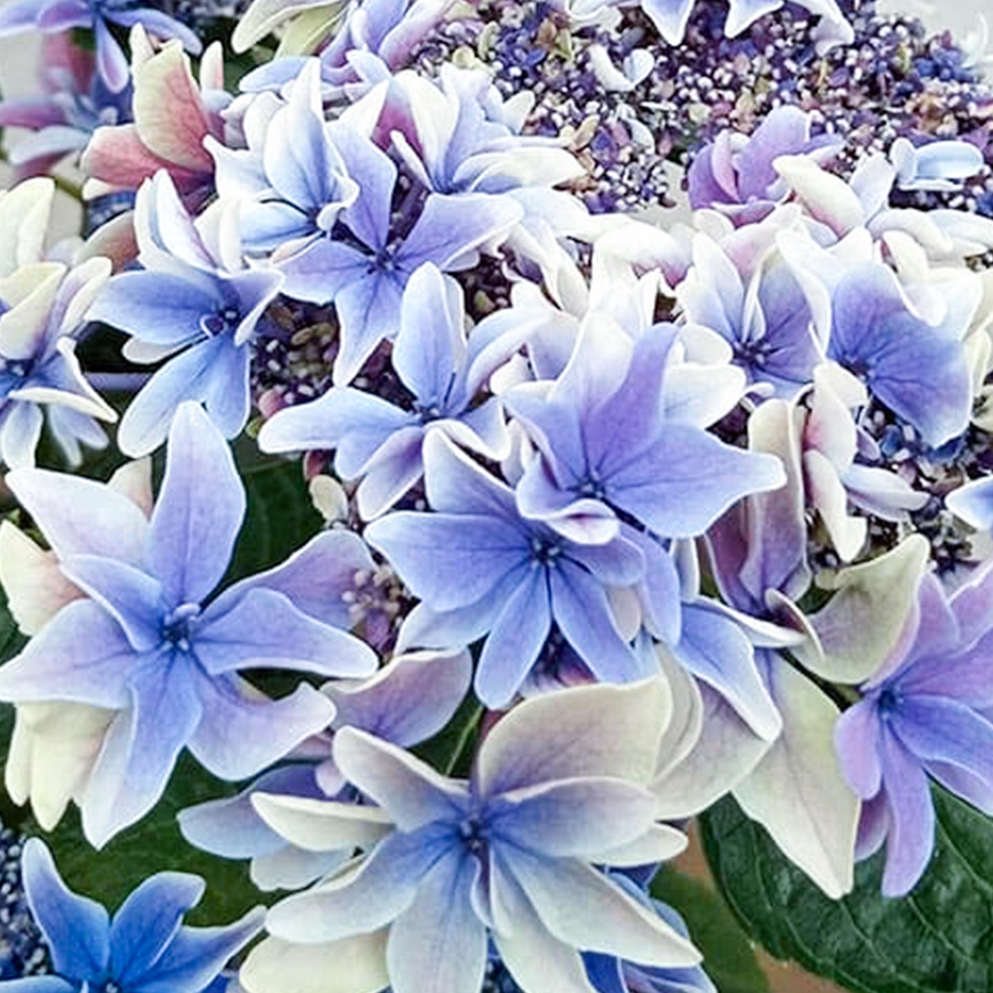 【母の日2026】あじさい・月虹（5月6日（水）-5月10日（日）のお届け）