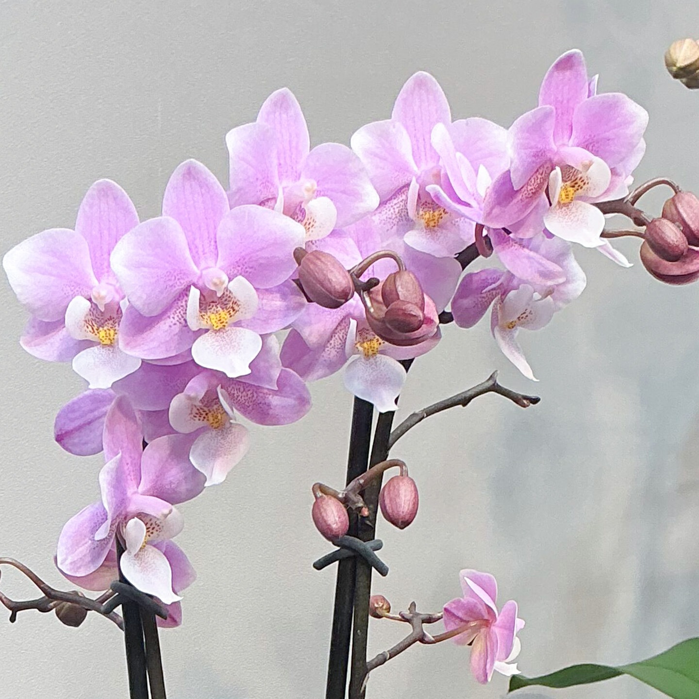 【母の日2026】ミディー胡蝶蘭 ranto サクラン（5月6日（水）-5月10日（日）のお届け）