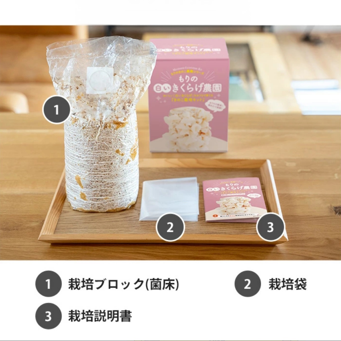 【母の日2026】白いきくらげ栽培セット（5月6日（水）-5月10日（日）のお届け）