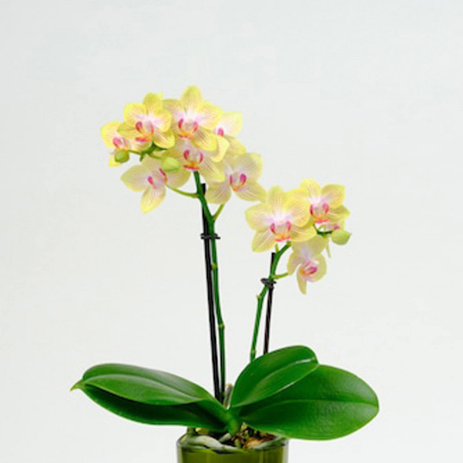 【母の日2026】ミディー胡蝶蘭 ranto イエロー系（5月6日（水）-5月10日（日）のお届け）