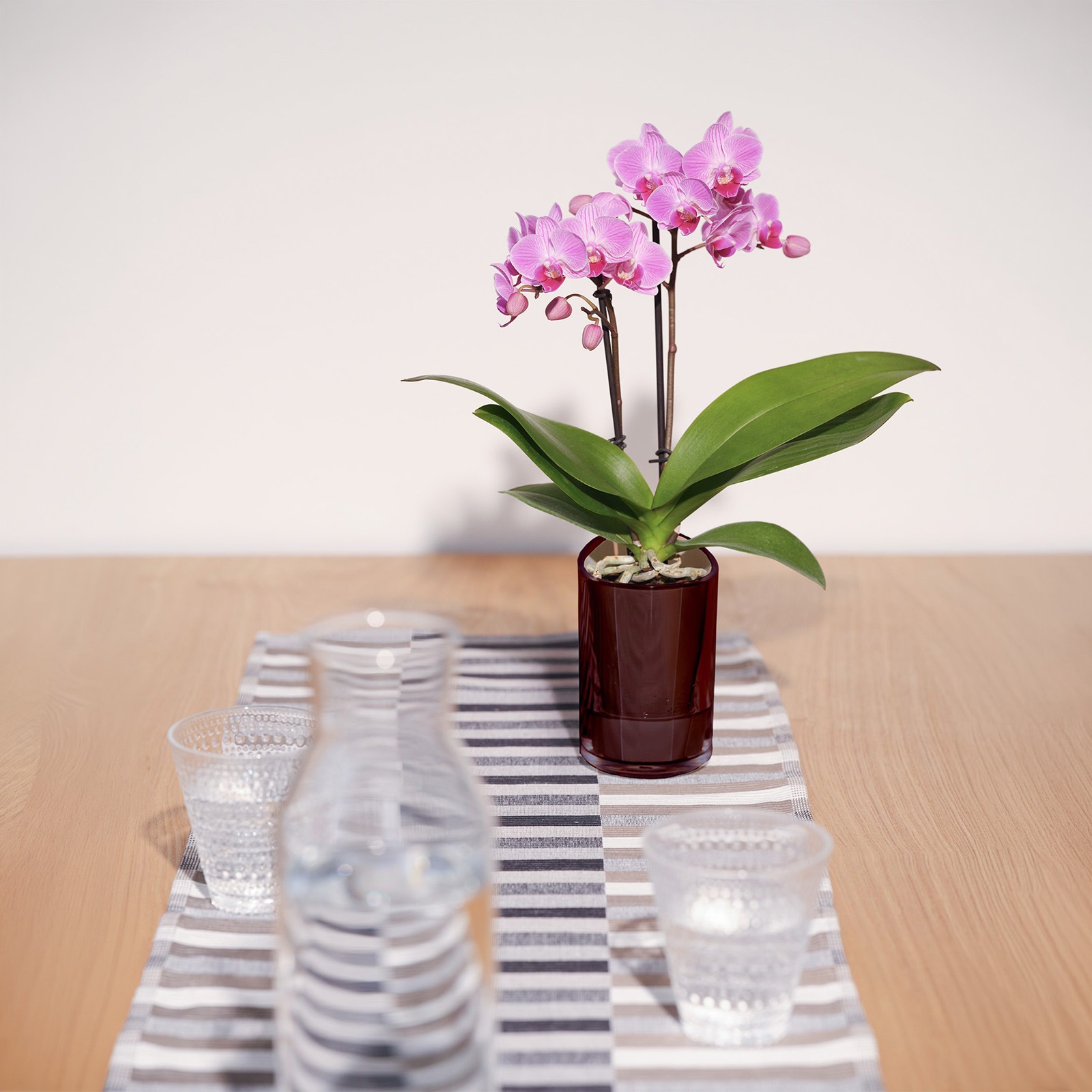 【母の日2026】ミディー胡蝶蘭 ranto イエロー系（5月6日（水）-5月10日（日）のお届け）