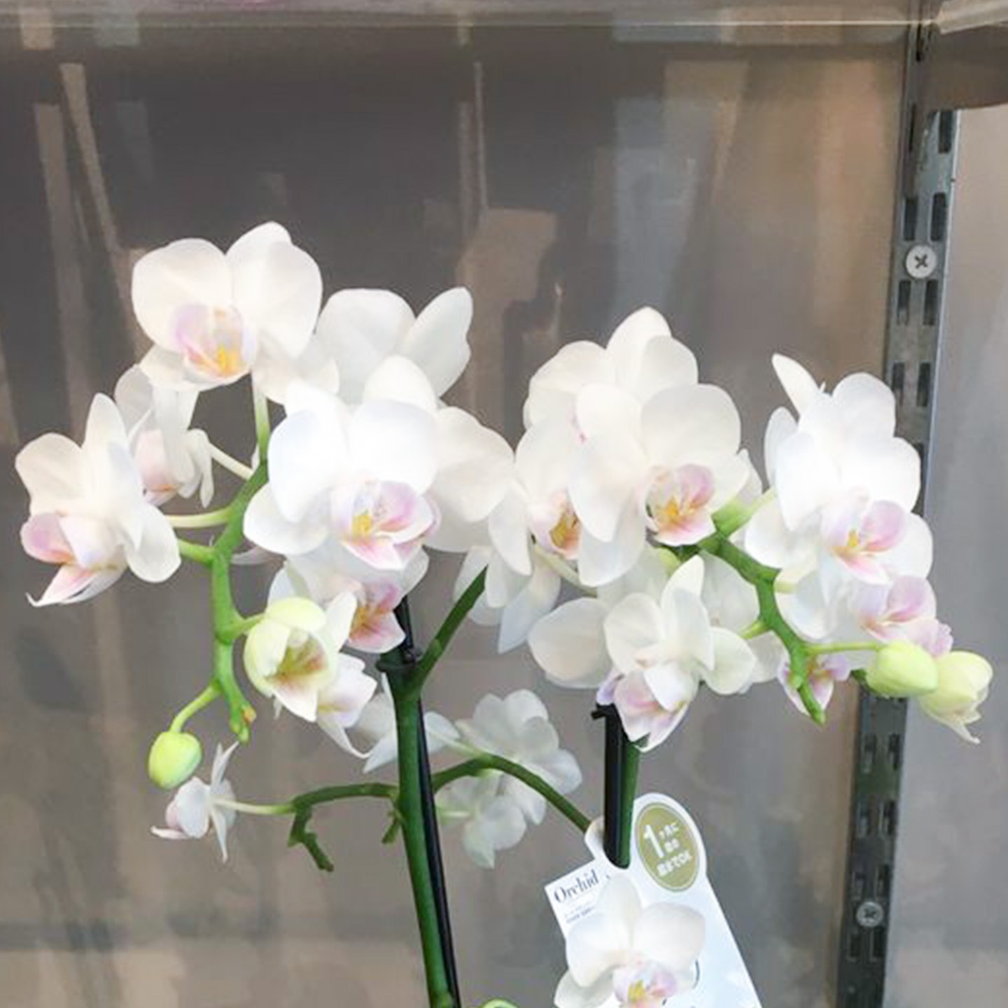 【母の日2026】ミディー胡蝶蘭 ranto ホワイト系（5月6日（水）-5月10日（日）のお届け）