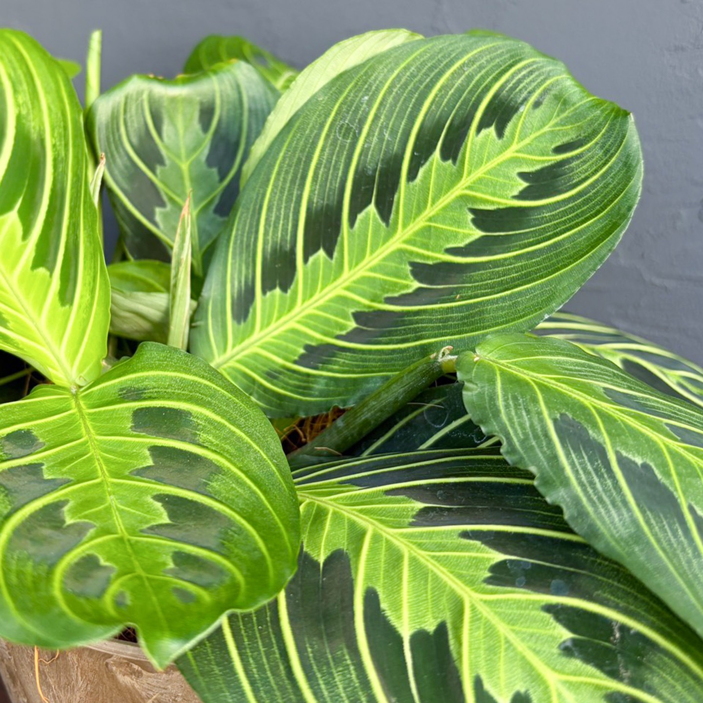 【父の日2026】マランタ・レモンライム（6月17日（水）-6月21日（日）のお届け）