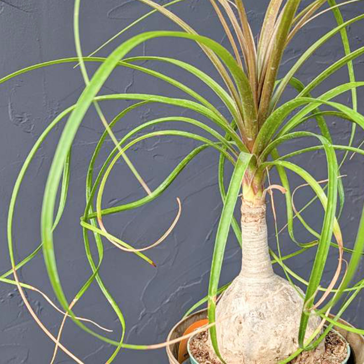 【父の日2026】ノリナ（6月17日（水）-6月21日（日）のお届け）