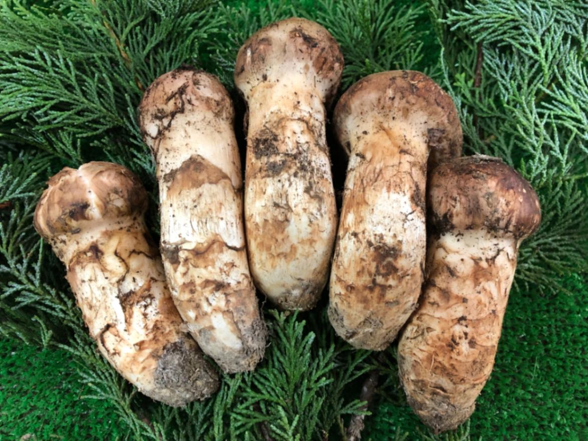 国産松茸（中つぼみ) 300g入 | 国産松茸,国産松茸 | | さなげの