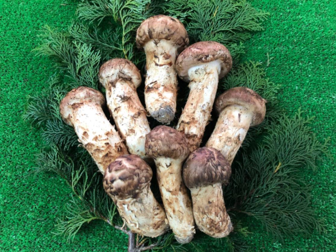 利き松茸日本一の北海道天然美形つぼみ松茸、１９０g、６本、美形ですので美味しそうです 予約商品9月中旬－10月上旬採れ次第発送松茸 送料