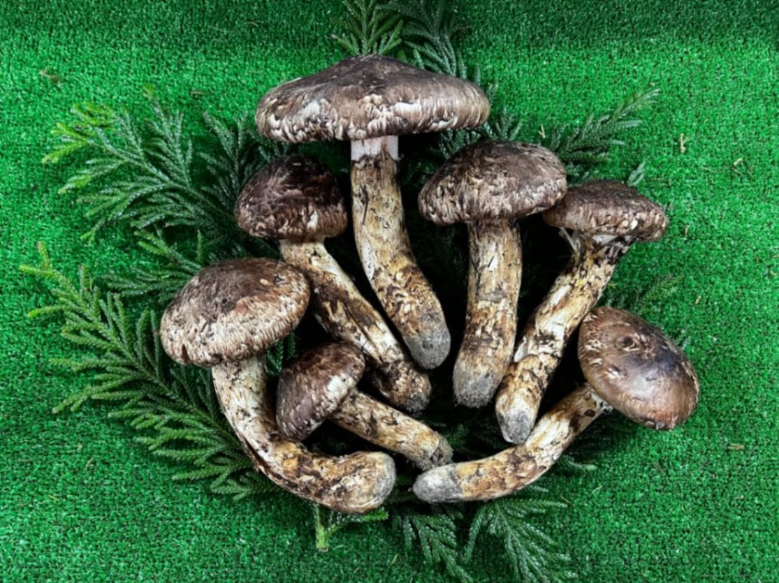 国産松茸（特選ひらき) 約500g入 | 国産松茸,国産松茸 | | さなげの