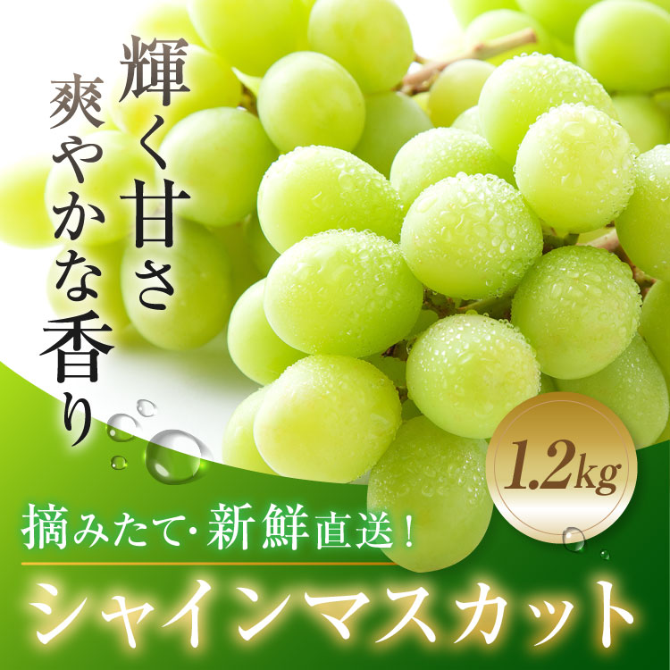 熊本県産 シャインマスカット1.2キロ | すべての商品 | 産直特産