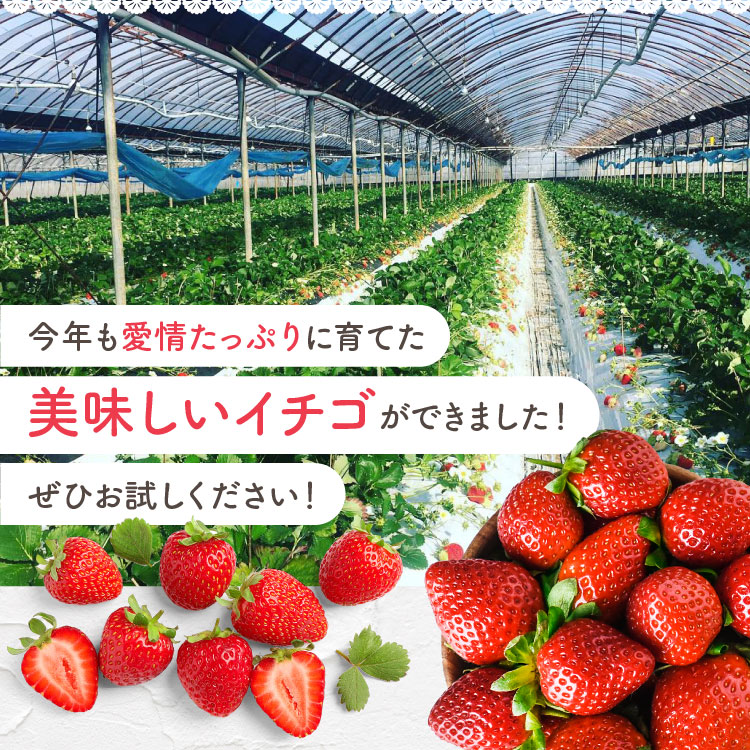 ❤ジン様❤規格外ゆうべにイチゴ1.8k×4箱クール便送料込10000円 ゆうべに12個入り - 熊本の美味しいイチゴ屋さん