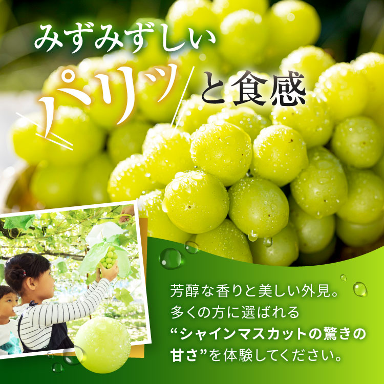 熊本県産 シャインマスカット1.2キロ | すべての商品 | 産直特産