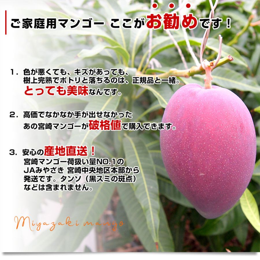 宮崎県より産地直送 JAみやざき宮崎中央地区本部 訳あり宮崎マンゴー 1