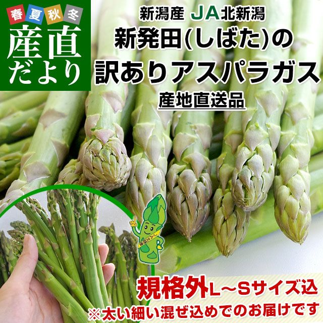 ���㸩��껺��ľ�� JA�̿��� ��ȯ�Ĥ������ꥰ�꡼�󥢥��ѥ� ���ʳ�L����S�� ��1���� ����̵��
