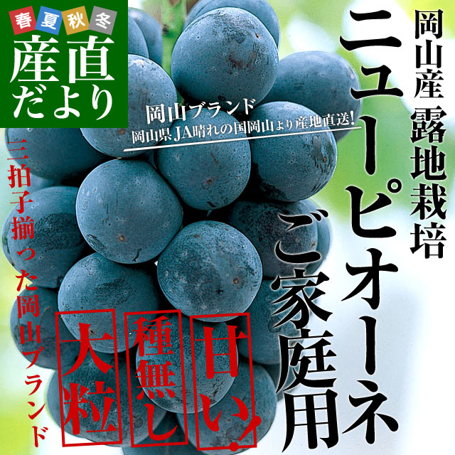 岡山県より産地直送 JA晴れの国岡山 津山支所 ニューピオーネ 優品 約2