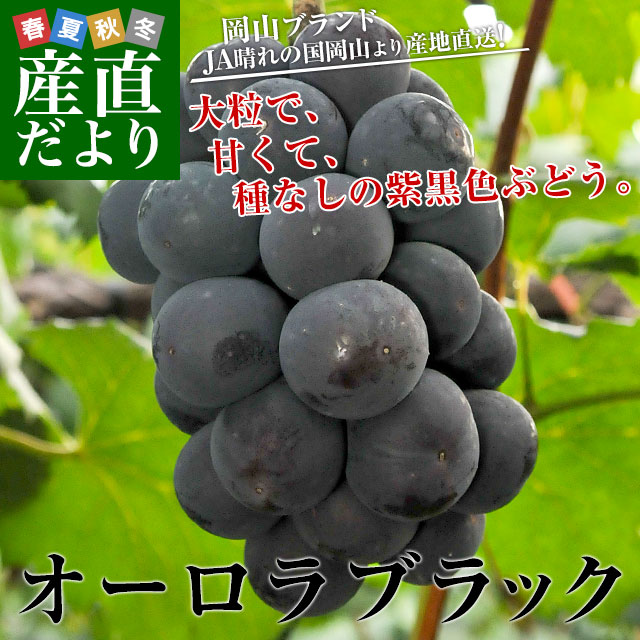 껺ľJAι񲬻 Żٽ ֥å ͥʰʾ 2(3˼5˼) ̵ ƺ ƺ֤ɤ ֥ɥ