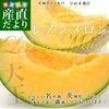 ��븩��껺��ľ�� JA��͡��Ҥ̤��϶� ��Υ�����(����) 4L����3L ��5������3�̤���4�̡� ����̵�� ���������