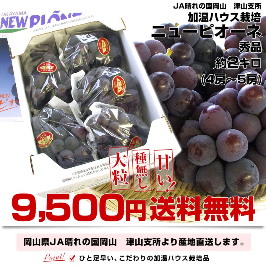 asaii.made　クール便　2キロ×2箱　岡山ピオーネきれいな家庭用 岡山県より産地直送 JA晴れの国岡山 津山支所 加温ハウス ニュー