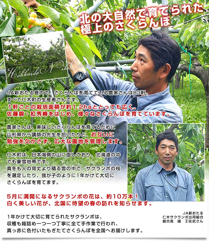 さくらんぼ Fruits Craft Cider サクランボサイダー / おいしい山形プラザWEB