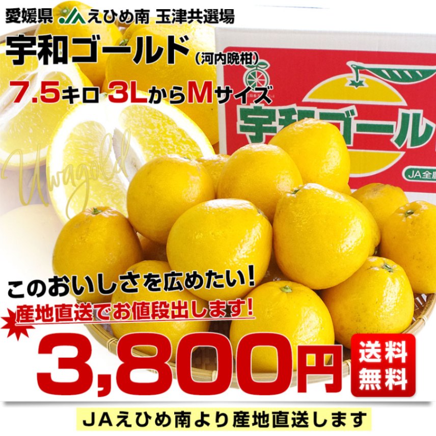 愛媛県より産地直送 JAえひめ南 玉津共選場 宇和ゴールド 優品 3LからM