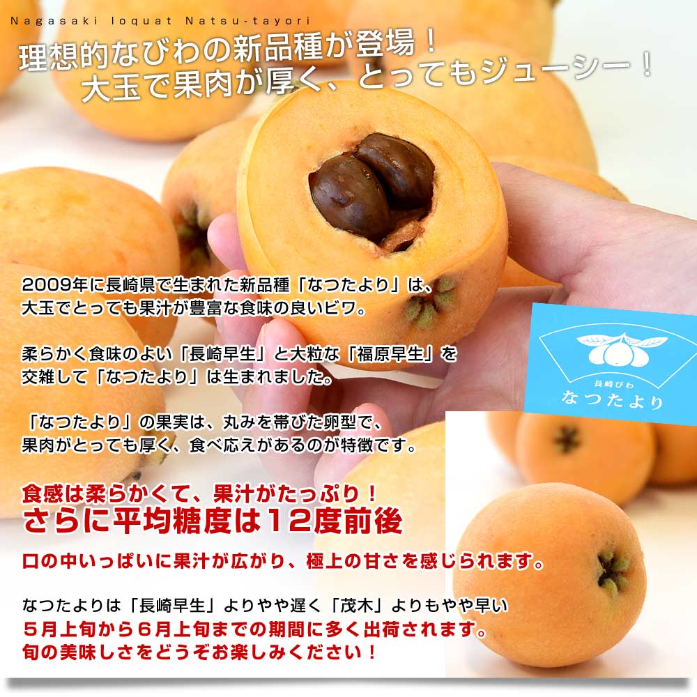 長崎県より産地直送 JA長崎せいひ 長崎びわ なつたより 秀品 1