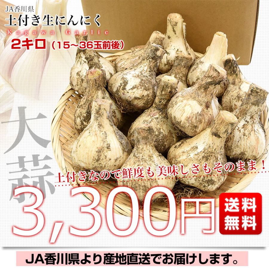 【初物】香川県産　土付き生にんにく 23kg 香川県より産地直送 JA香川県 生にんにく 土付き 2キロ (15玉～36玉
