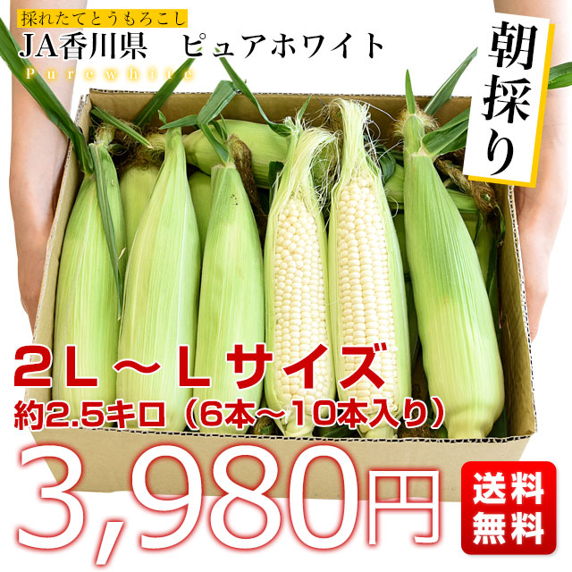 山採りヤマモミジ&コハウチワ　2 H190cm W80cm 香川県より産地直送 JA香川県 朝採りピュアホワイト 2LからLサイズ 約