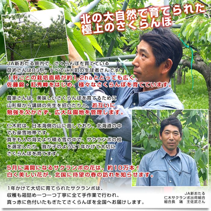 北海道から産地直送 JA新おたる 仁木町のさくらんぼ（佐藤錦） 秀品 L