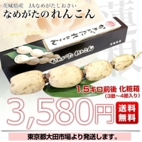 茨城県産 JAなめがたしおさい 行方のレンコン 1.5キロ前後 化粧箱 1本