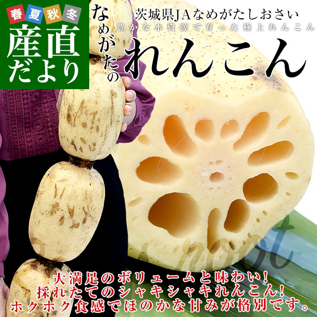 茨城県産 JAなめがたしおさい 行方のレンコン 1.5キロ前後 化粧箱 1本