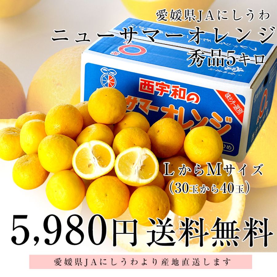 愛媛県より産地直送 JAにしうわ ニューサマーオレンジ 秀品 5キロ L