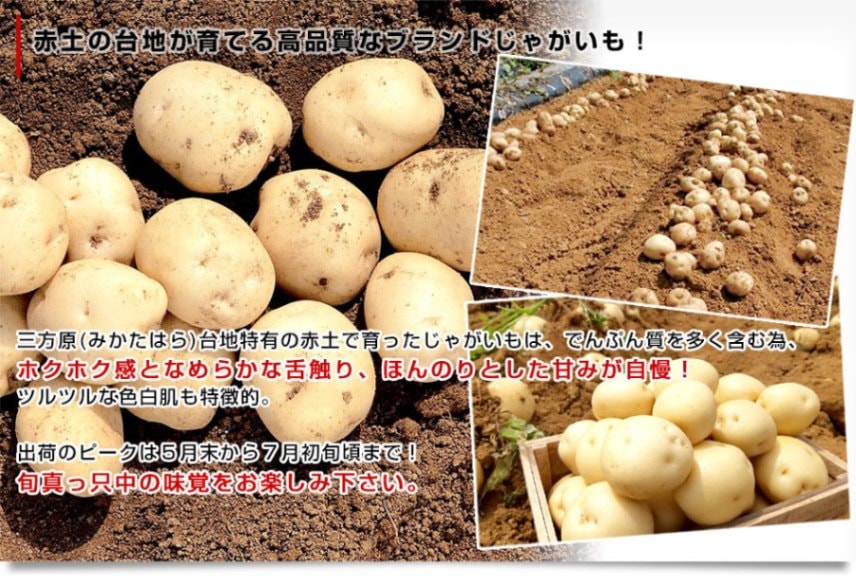 静岡県産 JAとぴあ浜松 三方原馬鈴薯（男爵） Lサイズ 5キロ