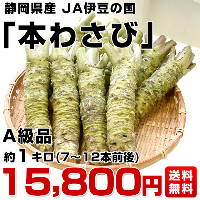 静岡県産　わさび苗　１００本　ワサビ　苗 静岡県産 わさび苗 1000本 ワサビ 山葵