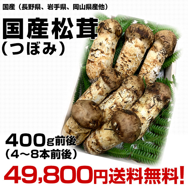 国産松茸（つぼみ）400g前後（4本から8本前後） 送料無料 クール便
