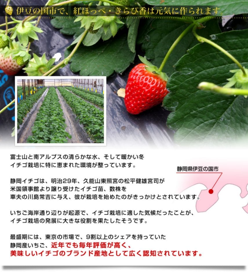 静岡県より産地直送 JAふじ伊豆 紅ほっぺ DX＋きらぴ香 DX（260g×4P