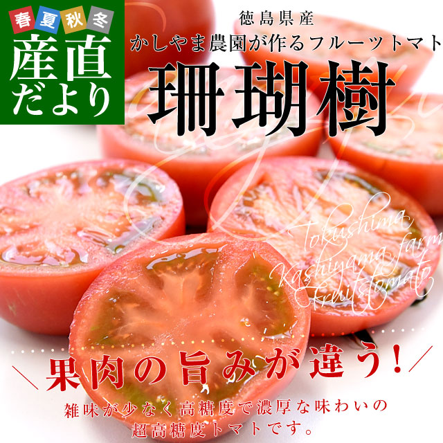 専用)高糖度★フルーツトマト【ミストマト】珊瑚樹トマトセット 徳島県産 かしやま農園が作るフルーツトマト「珊瑚樹」特選（白