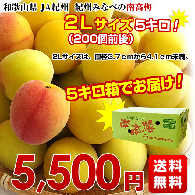 和歌山県みなべ町 「農薬不使用」南高梅 L・2L約5キロ 和歌山県産 JA紀州 みなべの南高梅 2Lサイズ 5キロ 梅 梅干