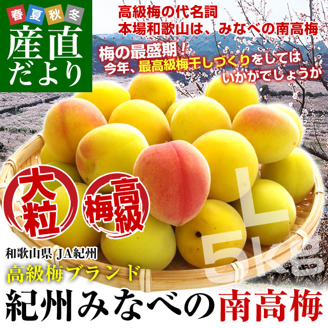 和歌山県産 JA紀州 みなべの南高梅 Lサイズ 5キロ 梅 梅干