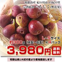 いちじくページ HOSI IICHIJIKU(星いちじく)ドライイチジク 2個セット [梶谷ファーム]