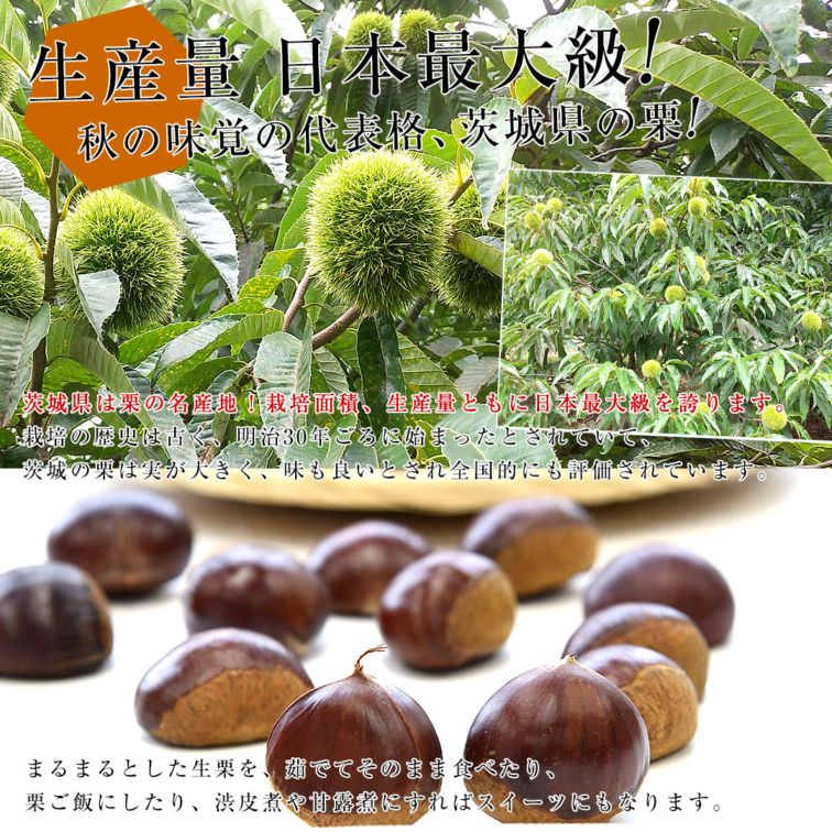 メロウ様　生栗　2キロ 茨城県産 生栗 約2キロ 2Lサイズ 送料無料 大粒栗 和栗 くり