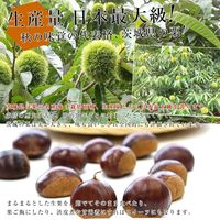 茨城県産 生栗 約2キロ 2Lサイズ 送料無料 大粒栗 和栗 くり マロン