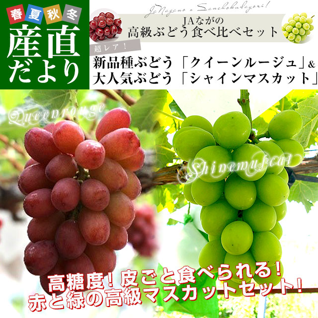 クール便!シャイン2 黄色く クイーンルージュ1ナガノパープル1