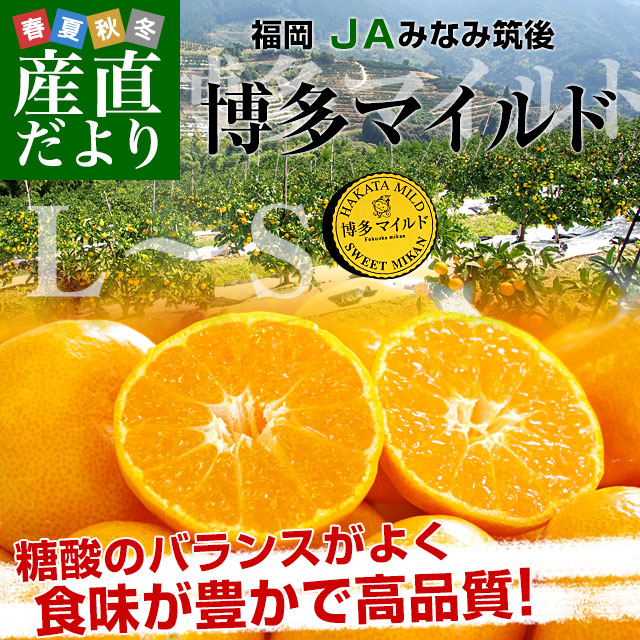 お歳暮 ギフト】福岡県産JAみなみ筑後 博多マイルド LからSサイズ 約4