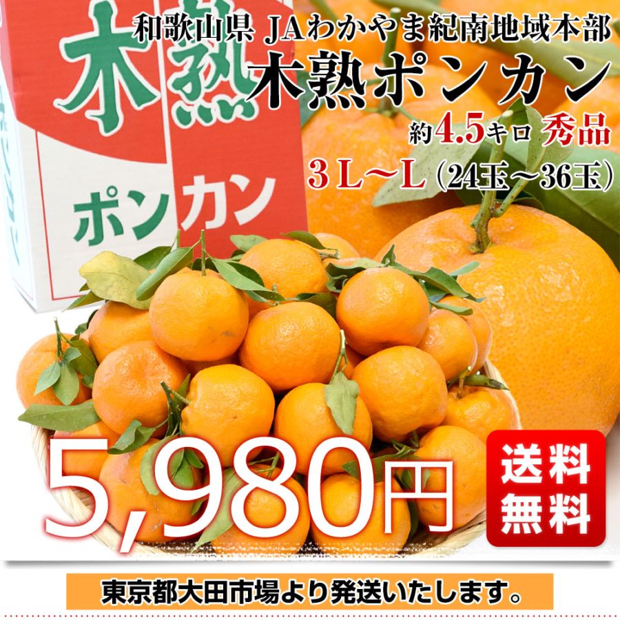 和歌山県産 JAわかやま紀南地域本部 木熟ポンカン 3LからL 秀品 約4.5