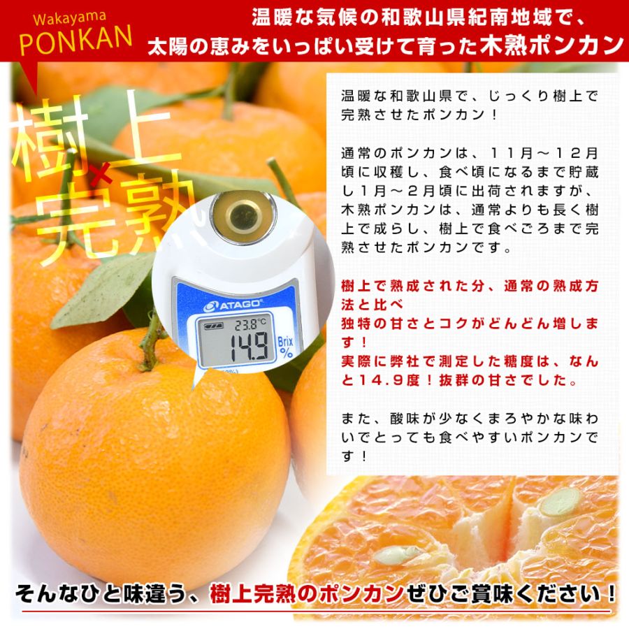 和歌山県産 JAわかやま紀南地域本部 木熟ポンカン 3LからL 秀品 約4.5