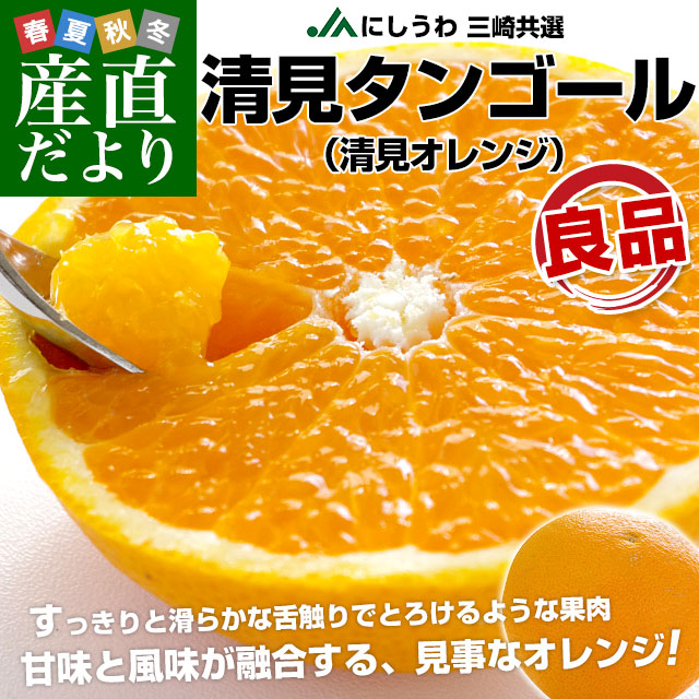 愛媛県より産地直送 JAにしうわ三崎共選 清見タンゴール （清見