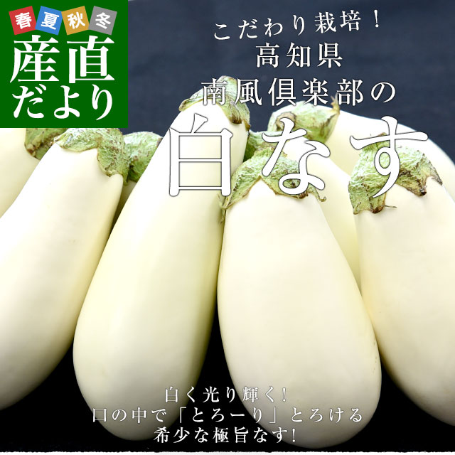 高知県芸西村産 南風クラブの白なす 2LからLサイズ 約1.6キロ（8本入