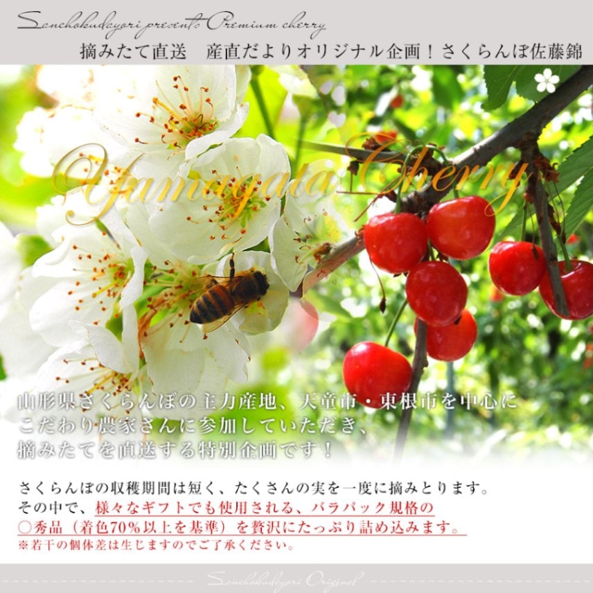 山形県より産地直送 さくらんぼ佐藤錦 大粒Lサイズ たっぷり1.2キロ