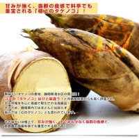 静岡県清水区産 丸共岡崎商店 両河内のたけのこ 約4キロ Mサイズ(10本